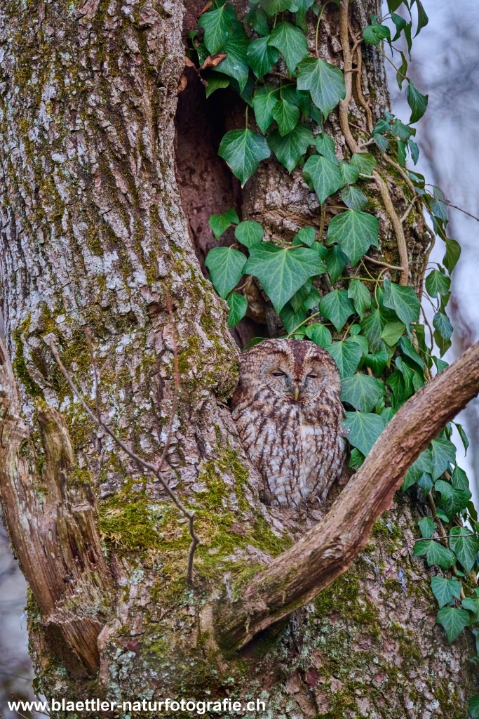 Waldkauz (Strix aluco) &copy; Sandra Bl&auml;ttler